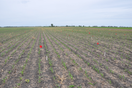 Figure 9.2. Shank-strip-till corn planted into spring wheat stubble, fall cover crop grazed. (NDSU photo)